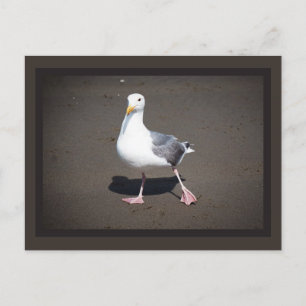 Cartão Postal Cartão-postal de Strut de Seagull