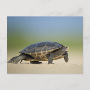 Cartão Postal Cartão-postal de Tartaruga/Anfíbio/Repósito