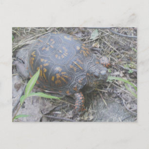 Cartão Postal Cartão-postal de Tartaruga de Caixa Oriental nº 1
