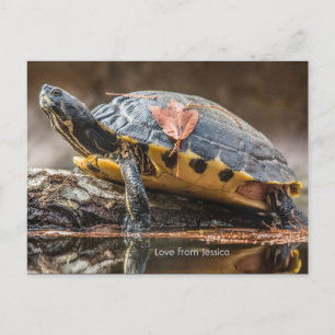 Cartão Postal Cartão-postal de Tartaruga do Rio Cooter