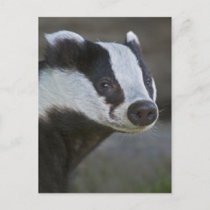 Cartão Postal Cartão-postal de textura Badger