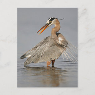 Cartão Postal Cartão-postal de torção Heron Azul-excelente