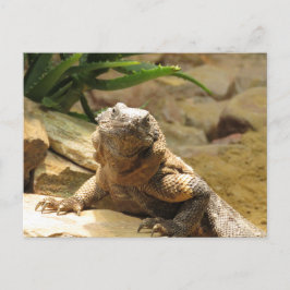 Cartão Postal Cartão-postal de travessia do Lagarto