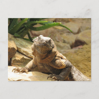 Cartão Postal Cartão-postal de travessia do Lagarto