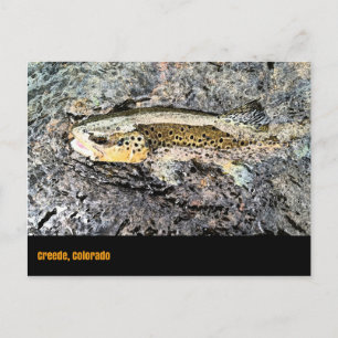 Cartão Postal Cartão-postal de Truta Brown