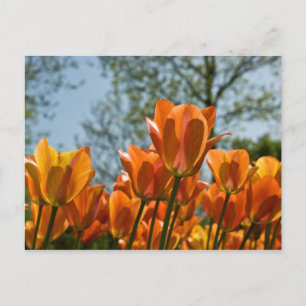 Cartão Postal Cartão-postal de Tulipas Laranja Luminosas