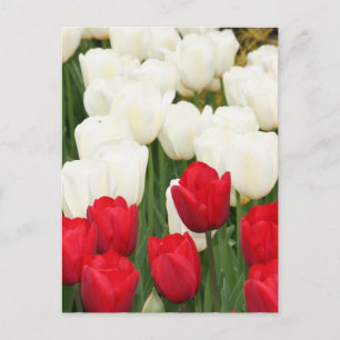 Cartão Postal Cartão-postal de Tulipas Vermelhas e Brancas