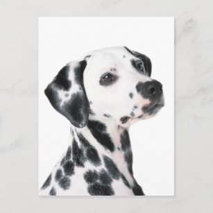 Cartão Postal Cartão-postal de uma bela fotografia para o cão Da