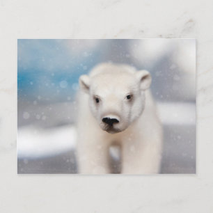 Cartão Postal Cartão-postal de Urso Polar