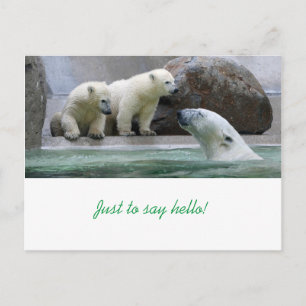 Cartão Postal Cartão-postal de Urso Polar