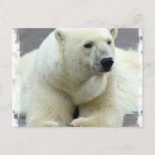Cartão Postal Cartão-postal de Urso Polar