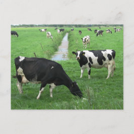 Cartão Postal Cartão-postal de Vacas Leiteiras