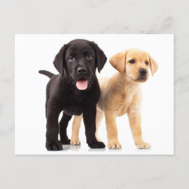 Cartão Postal Cartão-postal de varejo Labrador Amarelo e Preto