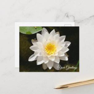 Cartão Postal Cartão-postal de Vazio de Lotus Waterlily Branco F