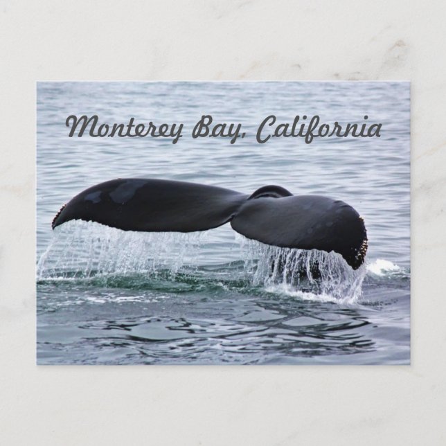 Cartão Postal Cartão-postal de vela de baleia de Monterey Bay (Frente)