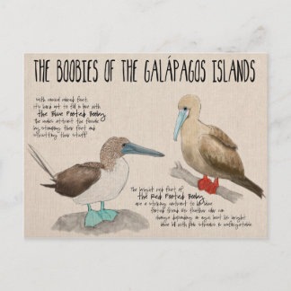 Cartão Postal Cartão-postal de viagem: Aves das Galápagos