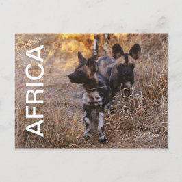 Cartão Postal Cartão-postal de Viagem de Cães Selvagens Africano