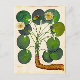 Cartão Postal Cartão-postal de Viagem de Waterlily Botânica Vint