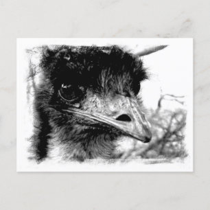 Cartão Postal Cartão-postal de vida selvagem em Emu australiano