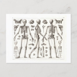 Cartão Postal Cartão-postal de Vintage do Esqueleto Humano