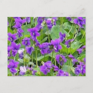 Cartão Postal Cartão-postal de Violetas de Madeira em Wisconsin