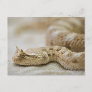 Cartão Postal Cartão-postal de viper com cabo