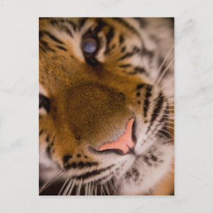 Cartão Postal Cartão-postal de Vista de Fechamento do Tigre