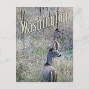 Cartão Postal Cartão-postal de Washington, 2 cervejeiros brancos