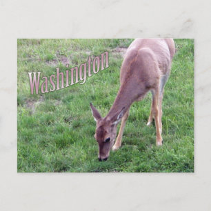 Cartão Postal Cartão-postal de Washington, Veado-de-cauda-branca