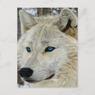 Cartão Postal Cartão-postal de Wolf Branco Azul