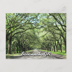 Cartão Postal Cartão-postal de Wormsloe Plantation Savannah