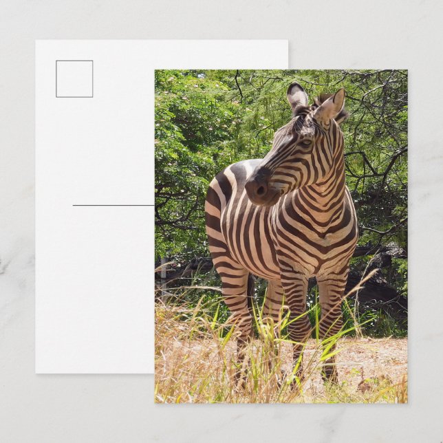 Cartão Postal Cartão-postal de Zebra (Frente/Verso)