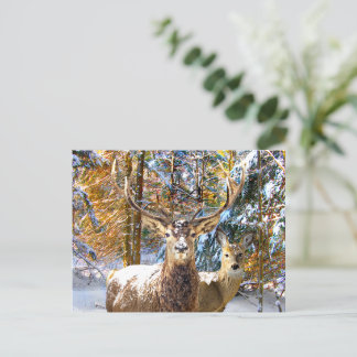 Cartão Postal Cartão-postal "Deep In The Forest"