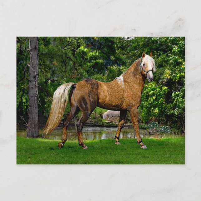 Cartão Postal Cartão-postal "Demelza" (Frente)