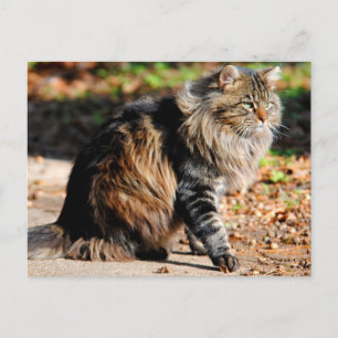 Cartão Postal Cartão-postal do Acorn Maine Coon