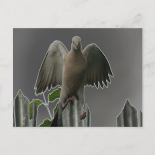 Cartão Postal Cartão-postal do Anjo Fallen