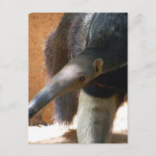 Cartão Postal Cartão-postal do Anteater
