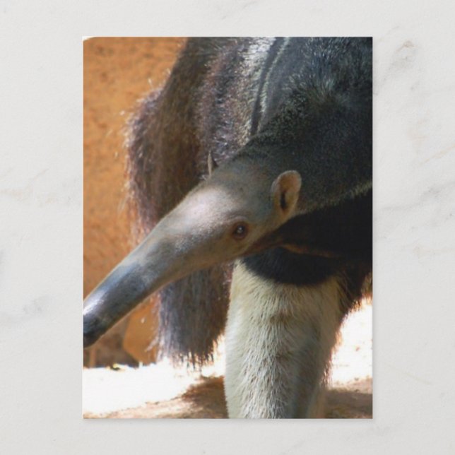 Cartão Postal Cartão-postal do Anteater (Frente)