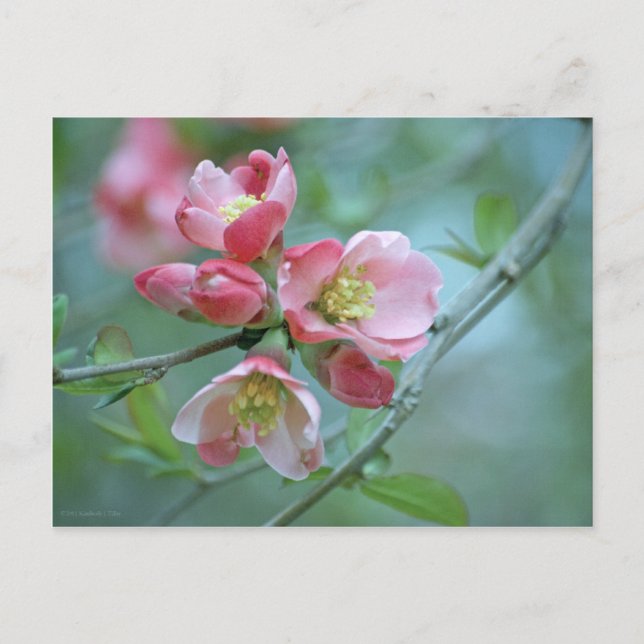 Cartão Postal Cartão-postal do Apple Blossom #P0356 (Frente)