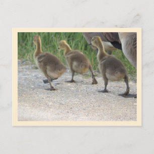 Cartão Postal Cartão-postal do Baby Geese