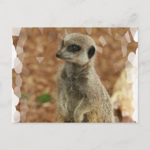 Cartão Postal Cartão-postal do Baby Meerkat