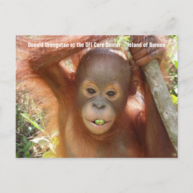 Cartão Postal Cartão-postal do Baby Orangutan Photo (Donald) (Frente)