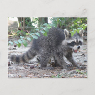 Cartão Postal Cartão-postal do Baby Raccoon com fome