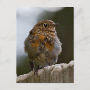 Cartão Postal Cartão-postal do Baby Robin
