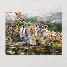 Cartão Postal Cartão-postal do Baby Tiger