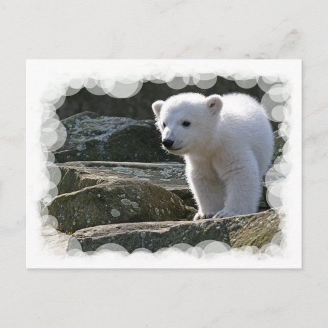 Cartão Postal Cartão-postal do Bear Polar (Frente)