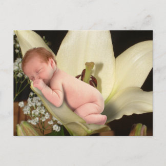 Cartão Postal Cartão-postal do Bebê Lily Flower