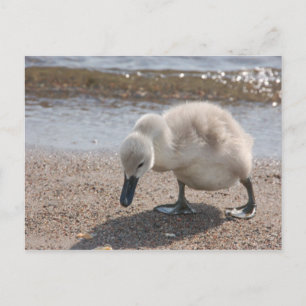 Cartão Postal Cartão-postal do bebê Swan Adorável