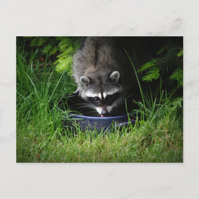 Cartão Postal Cartão-postal do Bebendo Raccoon (Frente)