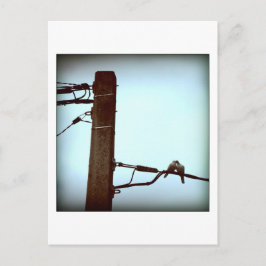 Cartão Postal Cartão-postal do BEIJO